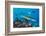 Blacktip reef sharks circling the reef surrounded by reef fish-David Fleetham-Framed Photographic Print