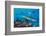 Blacktip reef sharks circling the reef surrounded by reef fish-David Fleetham-Framed Photographic Print