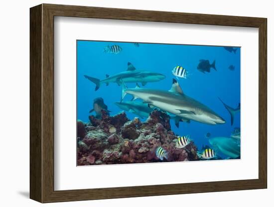 Blacktip reef sharks circling the reef surrounded by reef fish-David Fleetham-Framed Photographic Print