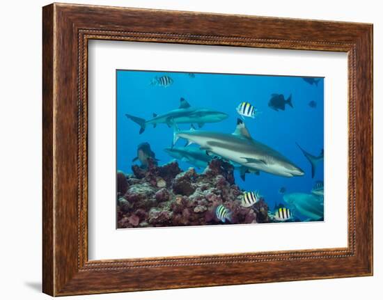 Blacktip reef sharks circling the reef surrounded by reef fish-David Fleetham-Framed Photographic Print