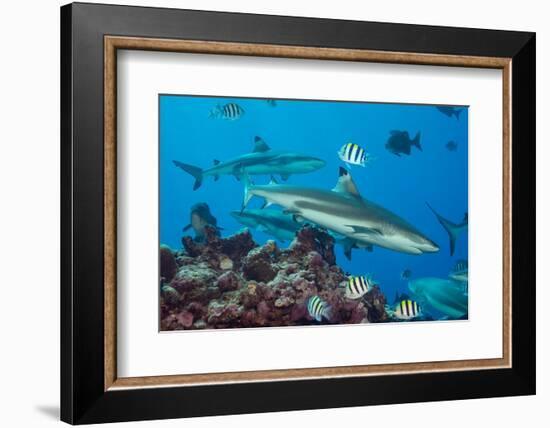 Blacktip reef sharks circling the reef surrounded by reef fish-David Fleetham-Framed Photographic Print