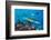 Blacktip reef sharks circling the reef surrounded by reef fish-David Fleetham-Framed Photographic Print