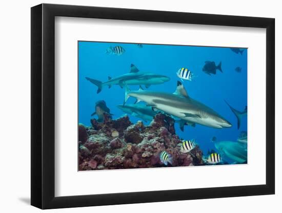 Blacktip reef sharks circling the reef surrounded by reef fish-David Fleetham-Framed Photographic Print