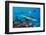 Blacktip reef sharks circling the reef surrounded by reef fish-David Fleetham-Framed Photographic Print