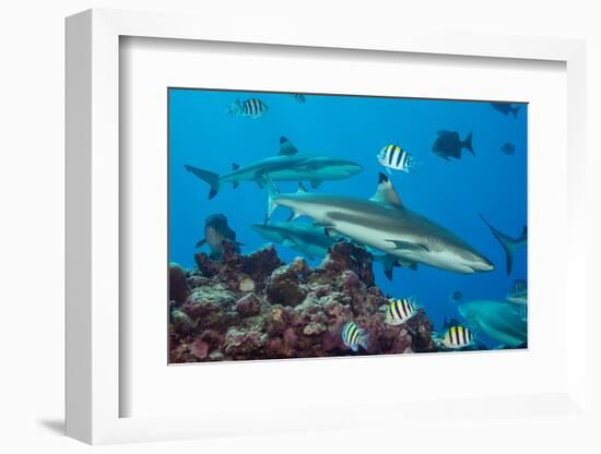 Blacktip reef sharks circling the reef surrounded by reef fish-David Fleetham-Framed Photographic Print