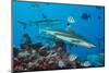 Blacktip reef sharks circling the reef surrounded by reef fish-David Fleetham-Mounted Photographic Print