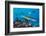 Blacktip reef sharks circling the reef surrounded by reef fish-David Fleetham-Framed Photographic Print