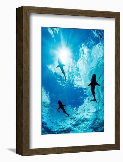 Blacktip reef sharks silhouetted just below the ocean surface-David Fleetham-Framed Photographic Print