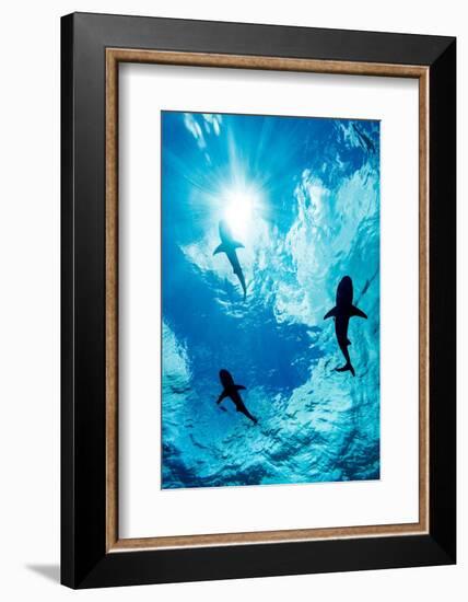 Blacktip reef sharks silhouetted just below the ocean surface-David Fleetham-Framed Photographic Print