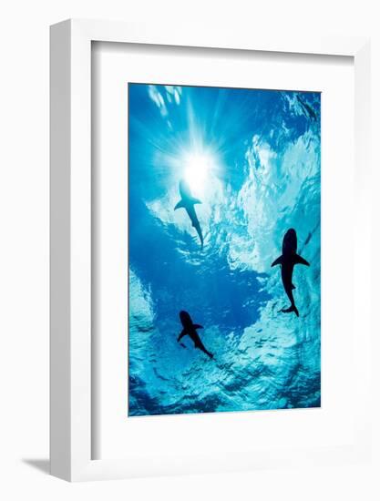 Blacktip reef sharks silhouetted just below the ocean surface-David Fleetham-Framed Photographic Print