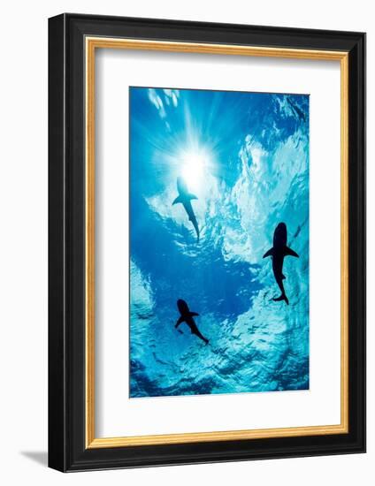 Blacktip reef sharks silhouetted just below the ocean surface-David Fleetham-Framed Photographic Print