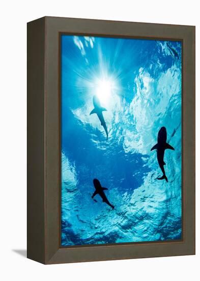 Blacktip reef sharks silhouetted just below the ocean surface-David Fleetham-Framed Premier Image Canvas