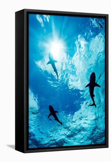 Blacktip reef sharks silhouetted just below the ocean surface-David Fleetham-Framed Premier Image Canvas