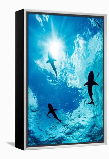 Blacktip reef sharks silhouetted just below the ocean surface-David Fleetham-Framed Premier Image Canvas