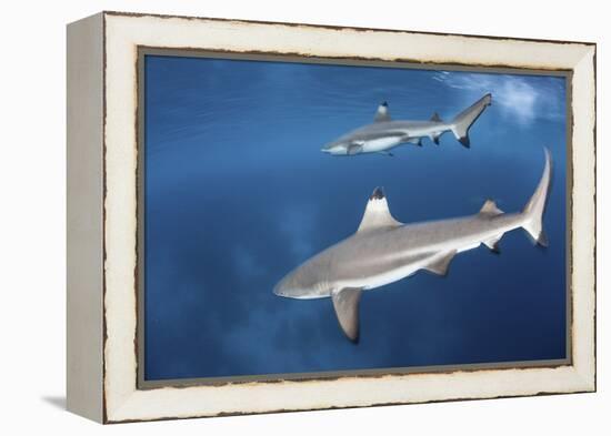 Blacktip Reef Sharks Swim Just under the Surface in the Solomon Islands-Stocktrek Images-Framed Premier Image Canvas