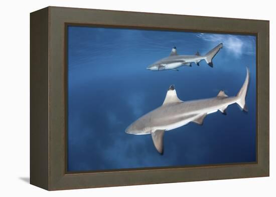 Blacktip Reef Sharks Swim Just under the Surface in the Solomon Islands-Stocktrek Images-Framed Premier Image Canvas