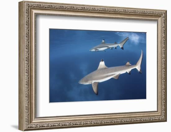 Blacktip Reef Sharks Swim Just under the Surface in the Solomon Islands-Stocktrek Images-Framed Photographic Print