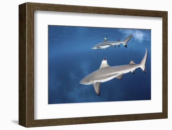 Blacktip Reef Sharks Swim Just under the Surface in the Solomon Islands-Stocktrek Images-Framed Photographic Print