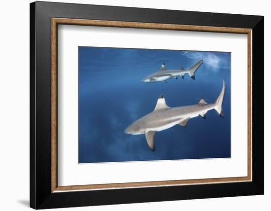 Blacktip Reef Sharks Swim Just under the Surface in the Solomon Islands-Stocktrek Images-Framed Photographic Print