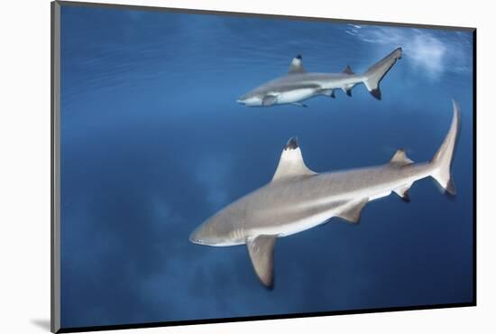 Blacktip Reef Sharks Swim Just under the Surface in the Solomon Islands-Stocktrek Images-Mounted Photographic Print