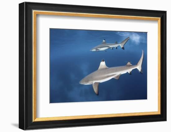 Blacktip Reef Sharks Swim Just under the Surface in the Solomon Islands-Stocktrek Images-Framed Photographic Print