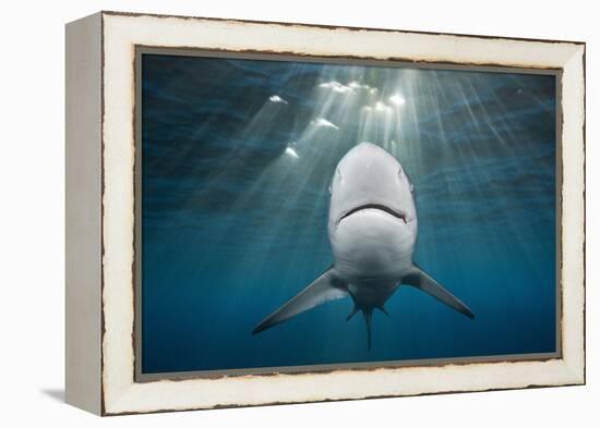 Blacktip Shark (Carcharhinus Limbatus)-Reinhard Dirscherl-Framed Premier Image Canvas