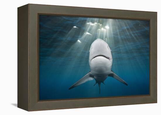 Blacktip Shark (Carcharhinus Limbatus)-Reinhard Dirscherl-Framed Premier Image Canvas