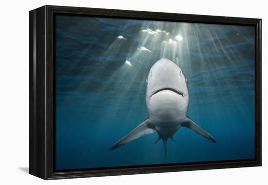 Blacktip Shark (Carcharhinus Limbatus)-Reinhard Dirscherl-Framed Premier Image Canvas