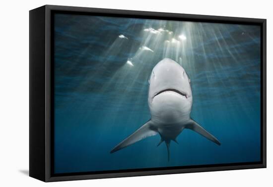 Blacktip Shark (Carcharhinus Limbatus)-Reinhard Dirscherl-Framed Premier Image Canvas