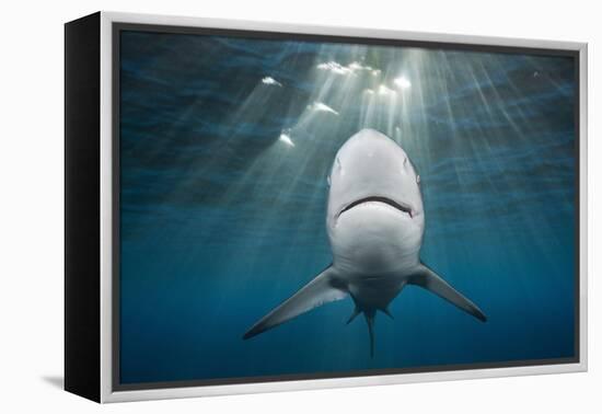 Blacktip Shark (Carcharhinus Limbatus)-Reinhard Dirscherl-Framed Premier Image Canvas