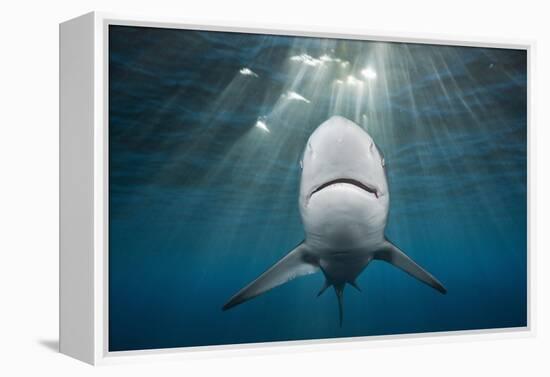 Blacktip Shark (Carcharhinus Limbatus)-Reinhard Dirscherl-Framed Premier Image Canvas