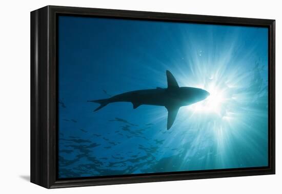 Blacktip Shark (Carcharhinus Limbatus)-Reinhard Dirscherl-Framed Premier Image Canvas