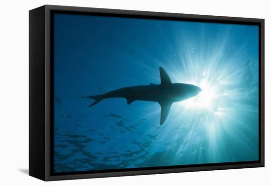 Blacktip Shark (Carcharhinus Limbatus)-Reinhard Dirscherl-Framed Premier Image Canvas