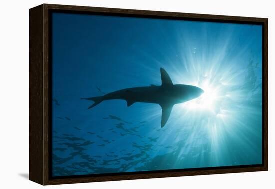 Blacktip Shark (Carcharhinus Limbatus)-Reinhard Dirscherl-Framed Premier Image Canvas