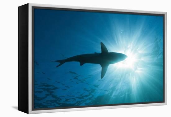 Blacktip Shark (Carcharhinus Limbatus)-Reinhard Dirscherl-Framed Premier Image Canvas