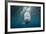 Blacktip Shark (Carcharhinus Limbatus)-Reinhard Dirscherl-Framed Photographic Print