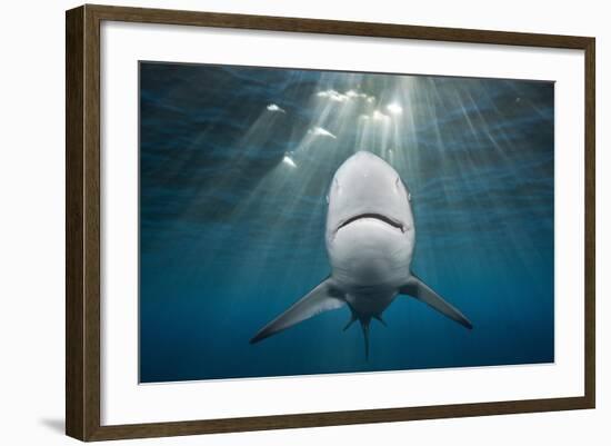 Blacktip Shark (Carcharhinus Limbatus)-Reinhard Dirscherl-Framed Photographic Print