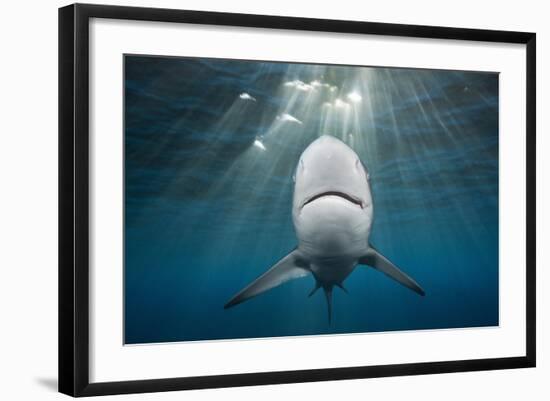 Blacktip Shark (Carcharhinus Limbatus)-Reinhard Dirscherl-Framed Photographic Print