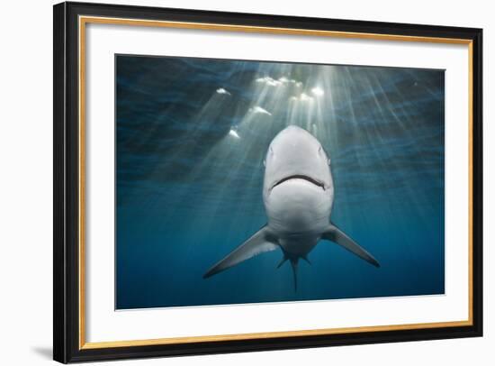 Blacktip Shark (Carcharhinus Limbatus)-Reinhard Dirscherl-Framed Photographic Print