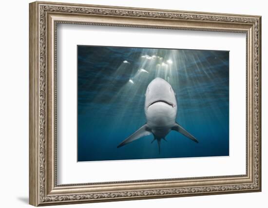 Blacktip Shark (Carcharhinus Limbatus)-Reinhard Dirscherl-Framed Photographic Print