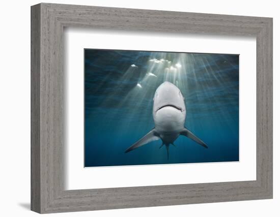 Blacktip Shark (Carcharhinus Limbatus)-Reinhard Dirscherl-Framed Photographic Print