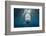 Blacktip Shark (Carcharhinus Limbatus)-Reinhard Dirscherl-Framed Photographic Print