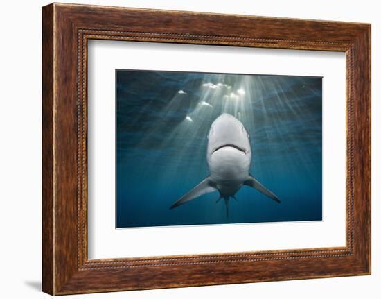 Blacktip Shark (Carcharhinus Limbatus)-Reinhard Dirscherl-Framed Photographic Print