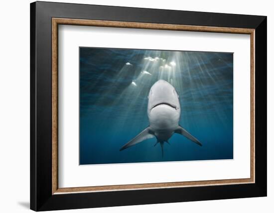 Blacktip Shark (Carcharhinus Limbatus)-Reinhard Dirscherl-Framed Photographic Print