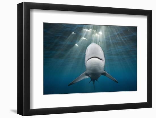 Blacktip Shark (Carcharhinus Limbatus)-Reinhard Dirscherl-Framed Photographic Print