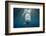 Blacktip Shark (Carcharhinus Limbatus)-Reinhard Dirscherl-Framed Photographic Print