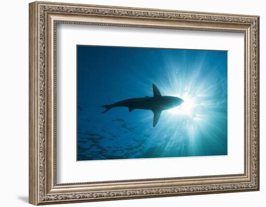 Blacktip Shark (Carcharhinus Limbatus)-Reinhard Dirscherl-Framed Photographic Print