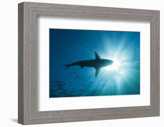 Blacktip Shark (Carcharhinus Limbatus)-Reinhard Dirscherl-Framed Photographic Print