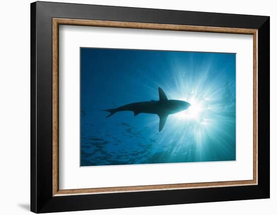 Blacktip Shark (Carcharhinus Limbatus)-Reinhard Dirscherl-Framed Photographic Print