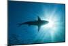 Blacktip Shark (Carcharhinus Limbatus)-Reinhard Dirscherl-Mounted Photographic Print